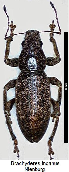 brachyderes_incanus_hab.jpg