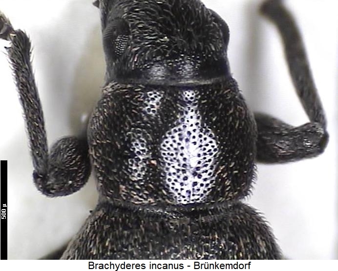 brachyderes_incanus_vk.jpg