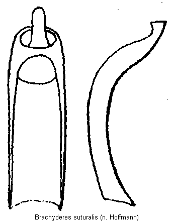 brachyderes_suturalis.gif