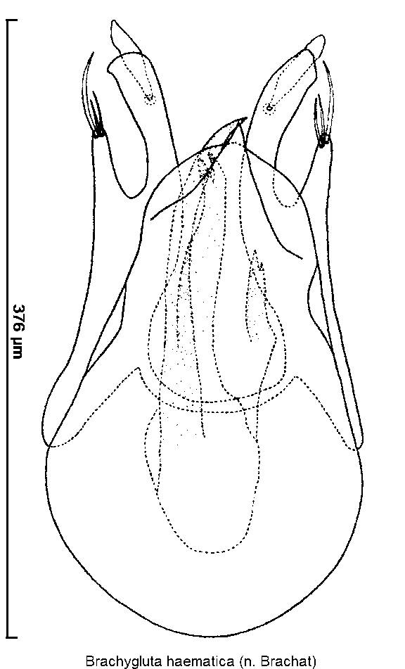 brachygluta_haematica.gif