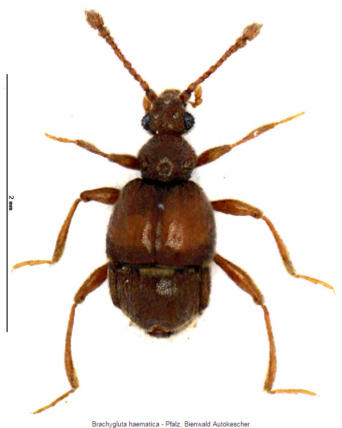 brachygluta_haematica_hab.jpg