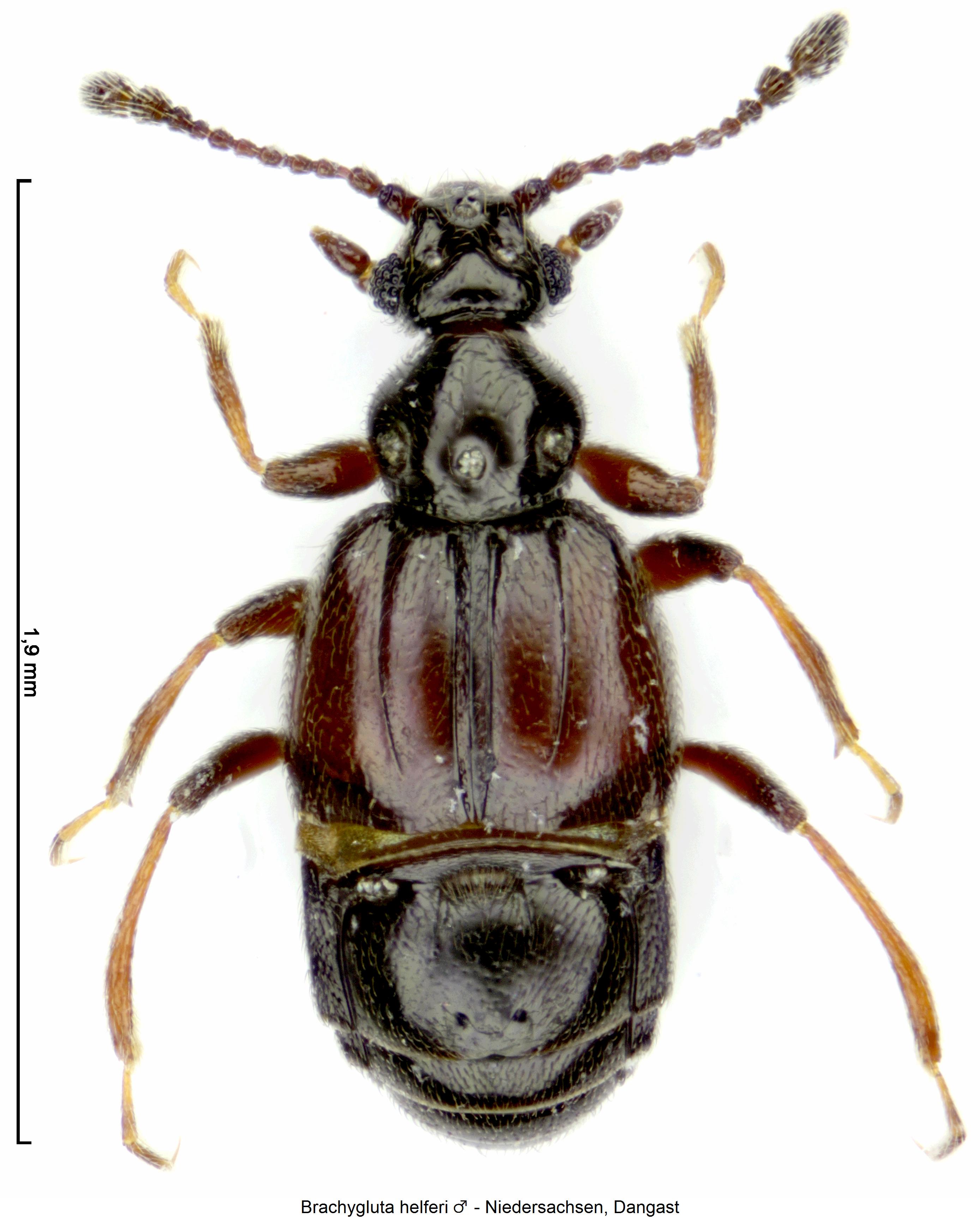 brachygluta_helferi_hab.jpg