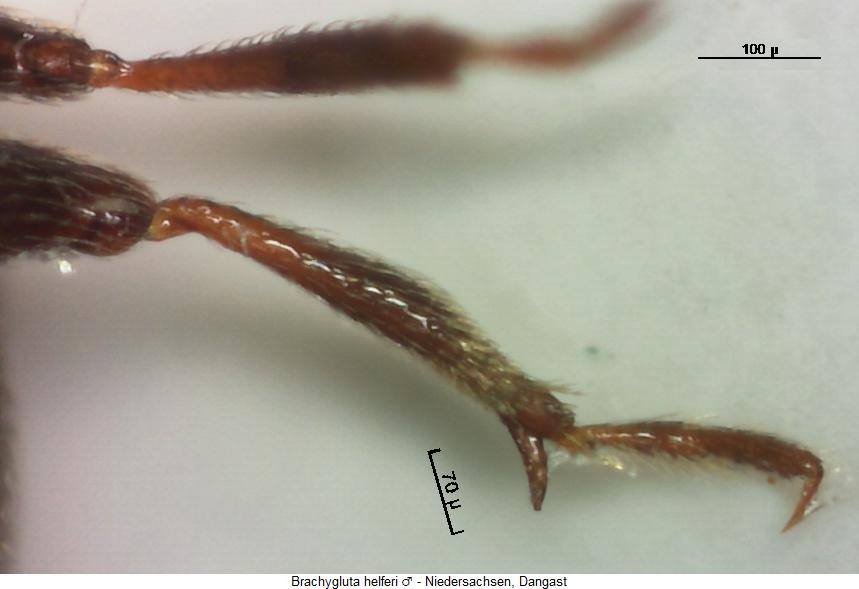 brachygluta_helferi_mschn.jpg