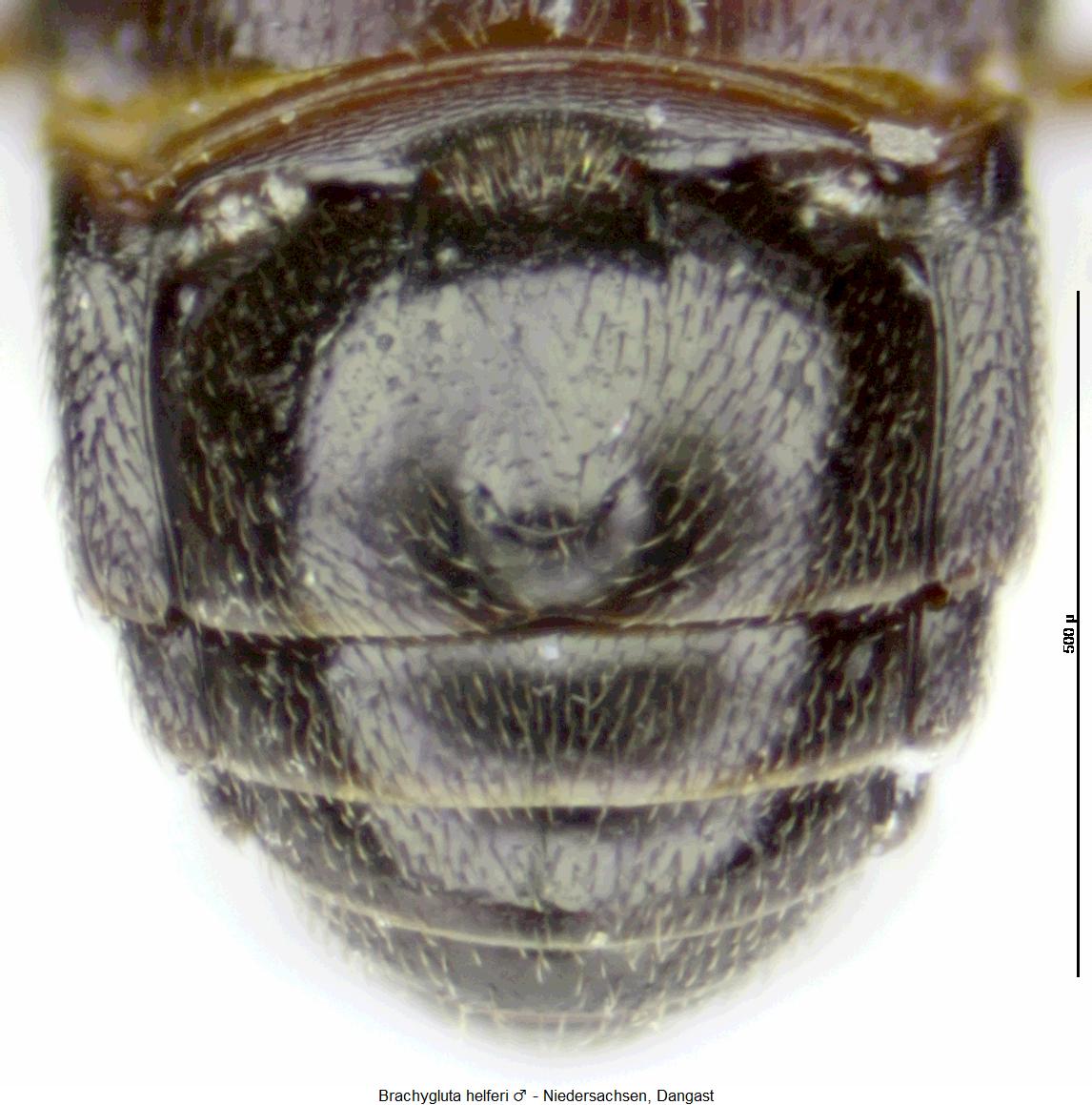 brachygluta_helferi_ter.jpg