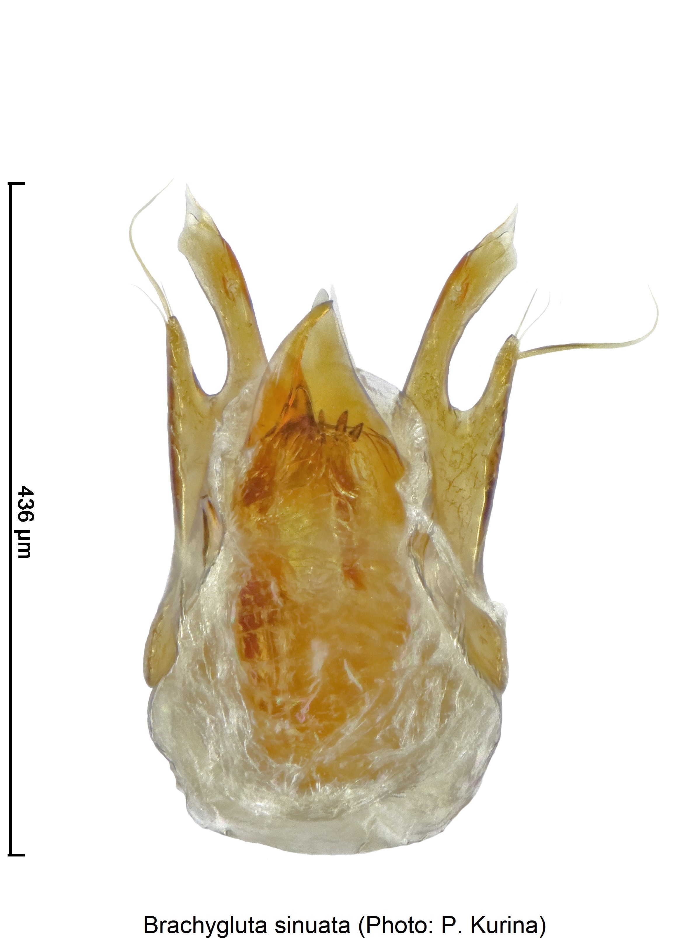 brachygluta_sinuata.jpg