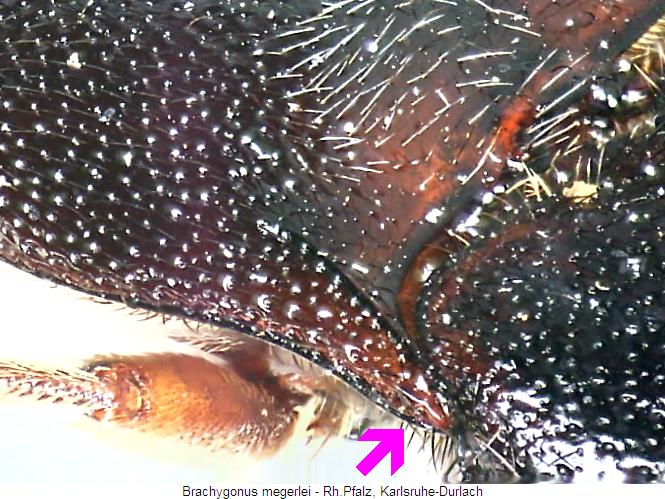 brachygonus_megerlei_hsch.jpg