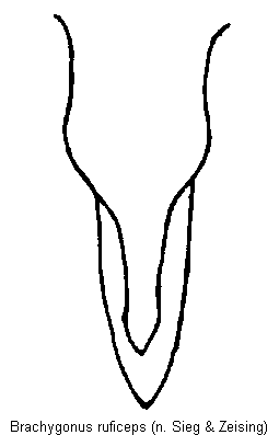 brachygonus_ruficeps_vbr.gif
