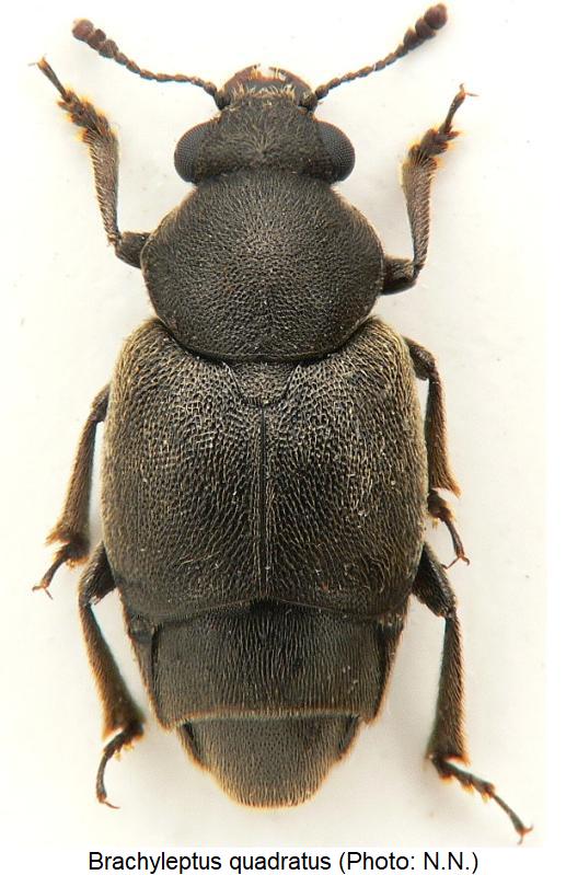 brachyleptus_quadratus_hab.jpg