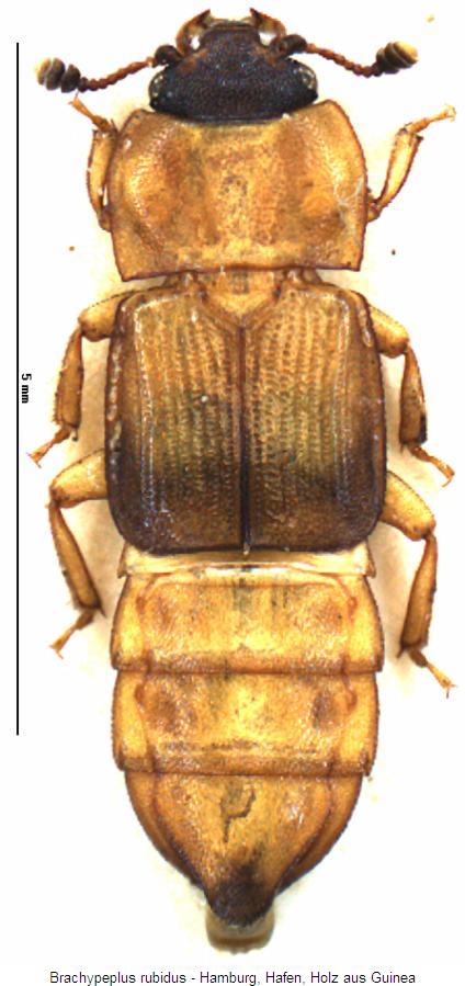 brachypeplus_rubidus_hab.jpg