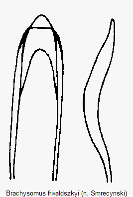 brachysomus_frivaldszkyi.gif