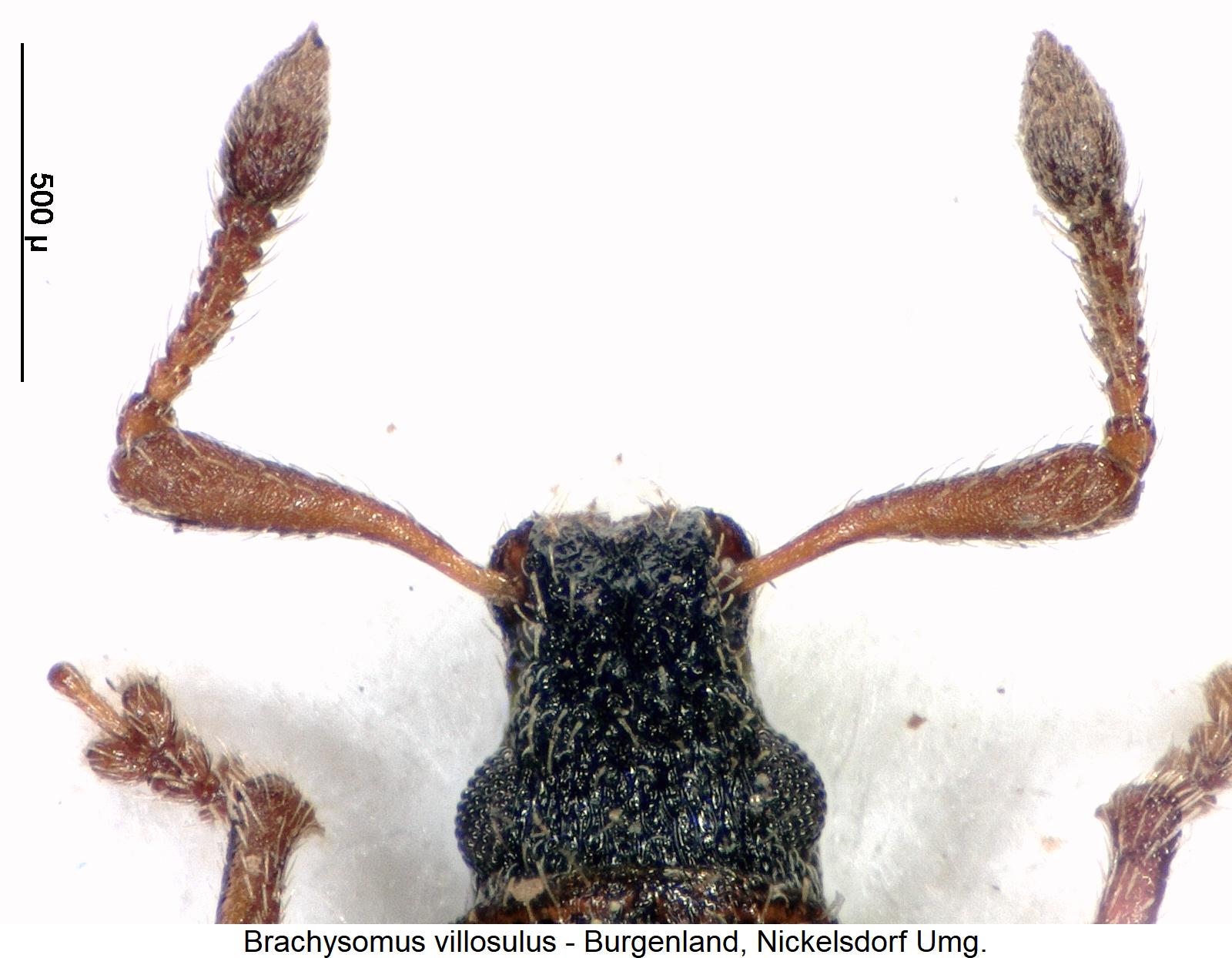 brachysomus_villosulus_k.jpg