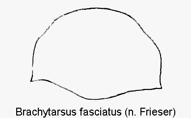 brachytarsus_fasciatus_hsch.gif