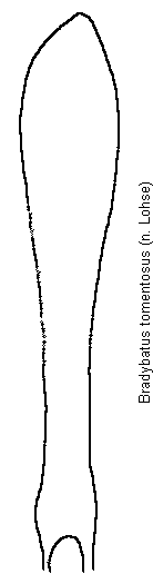 bradybatus_tomentosus.gif