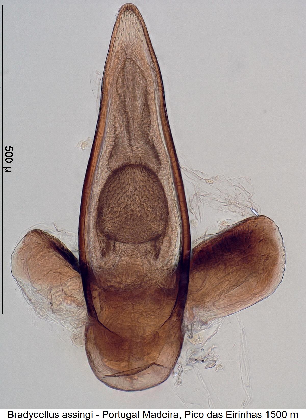 bradycellus_assingi4.jpg