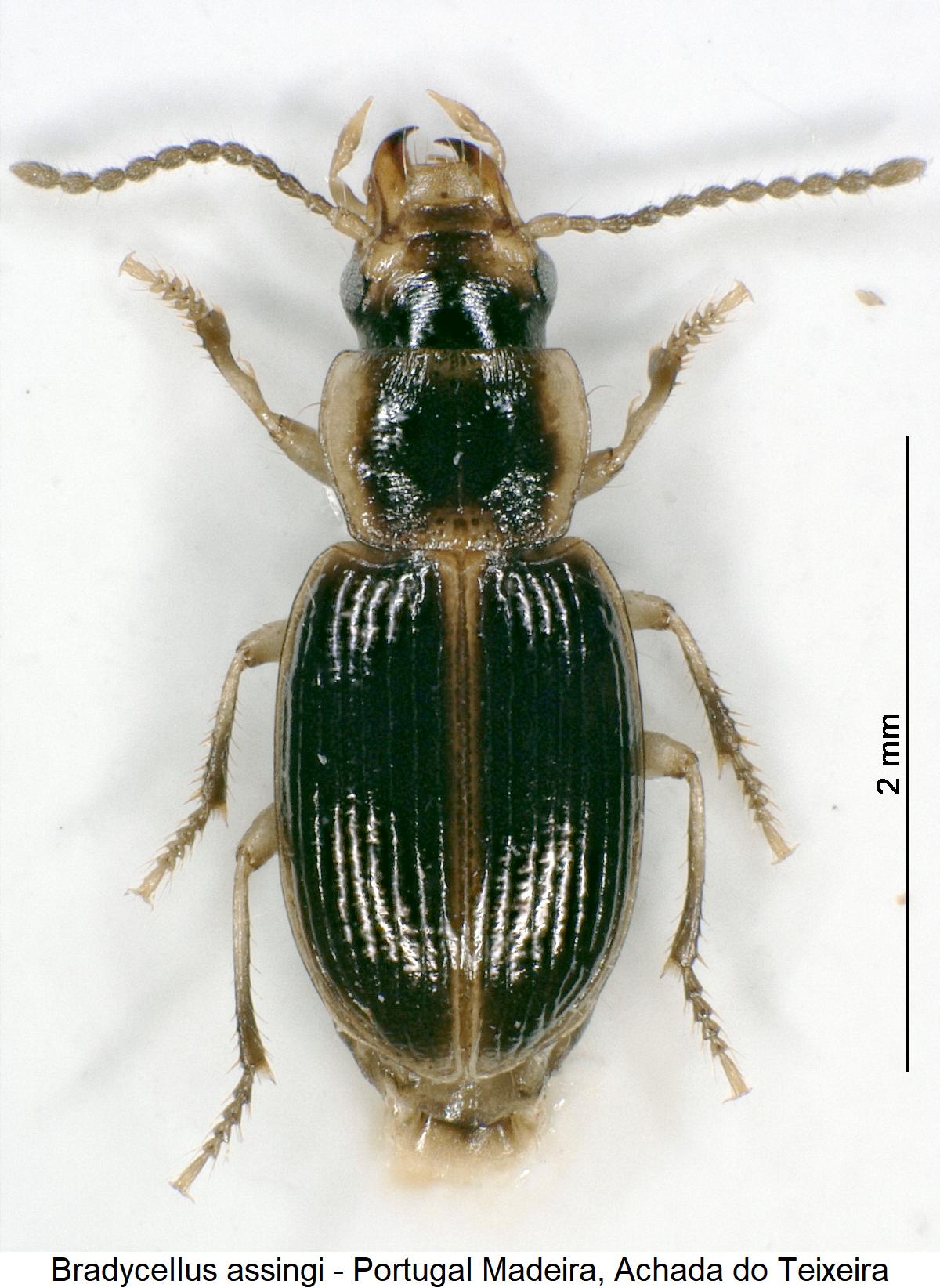 bradycellus_assingi_hab2.jpg