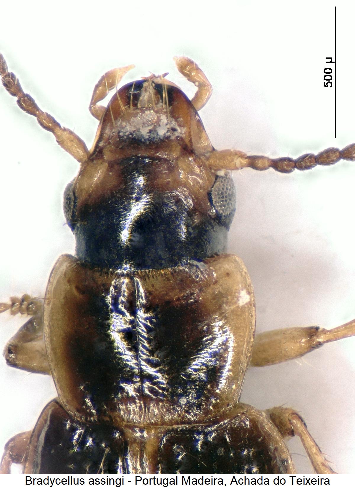 bradycellus_assingi_vk.jpg
