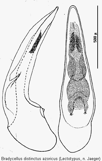 bradycellus_azoricus.gif