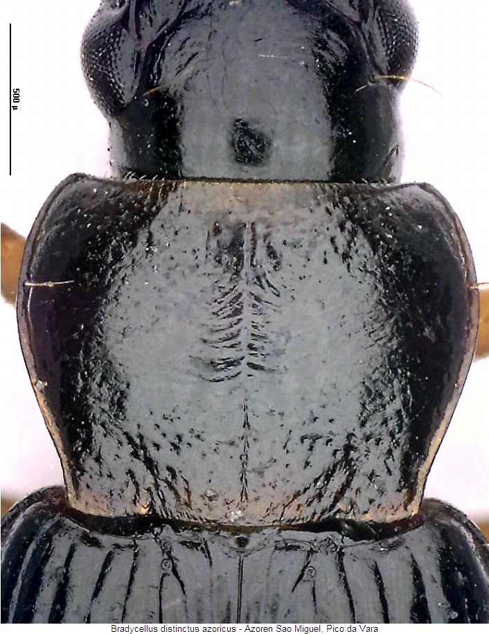 bradycellus_azoricus_hsch.jpg