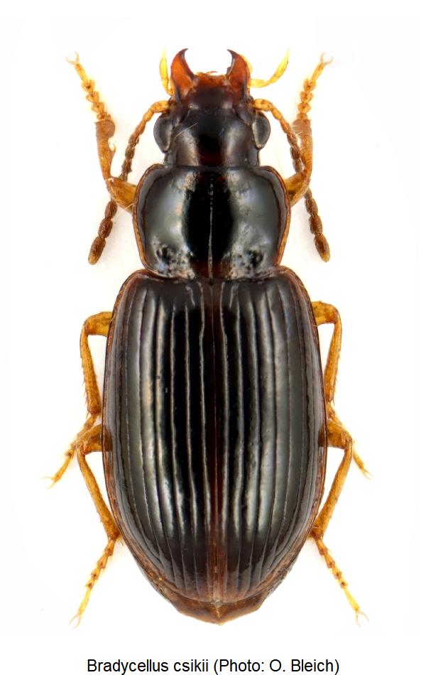 bradycellus_csikii_hab1.jpg