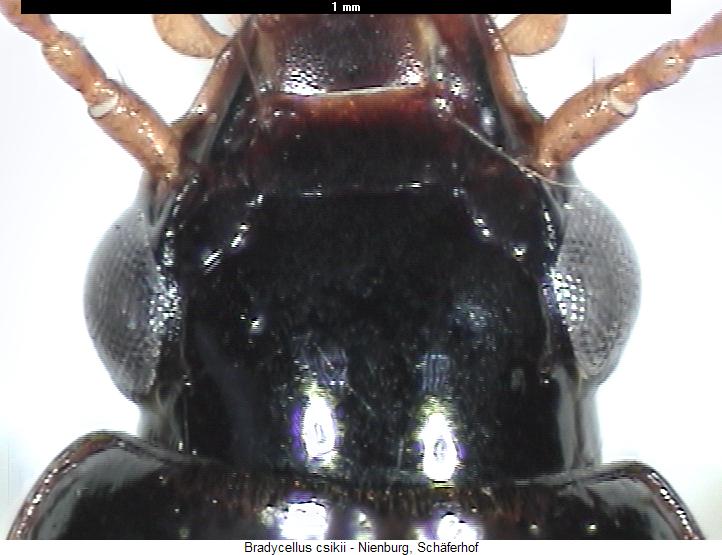 bradycellus_csikii_k.jpg