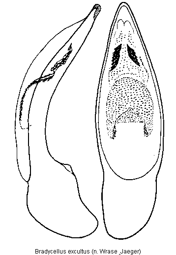 bradycellus_excultus.gif