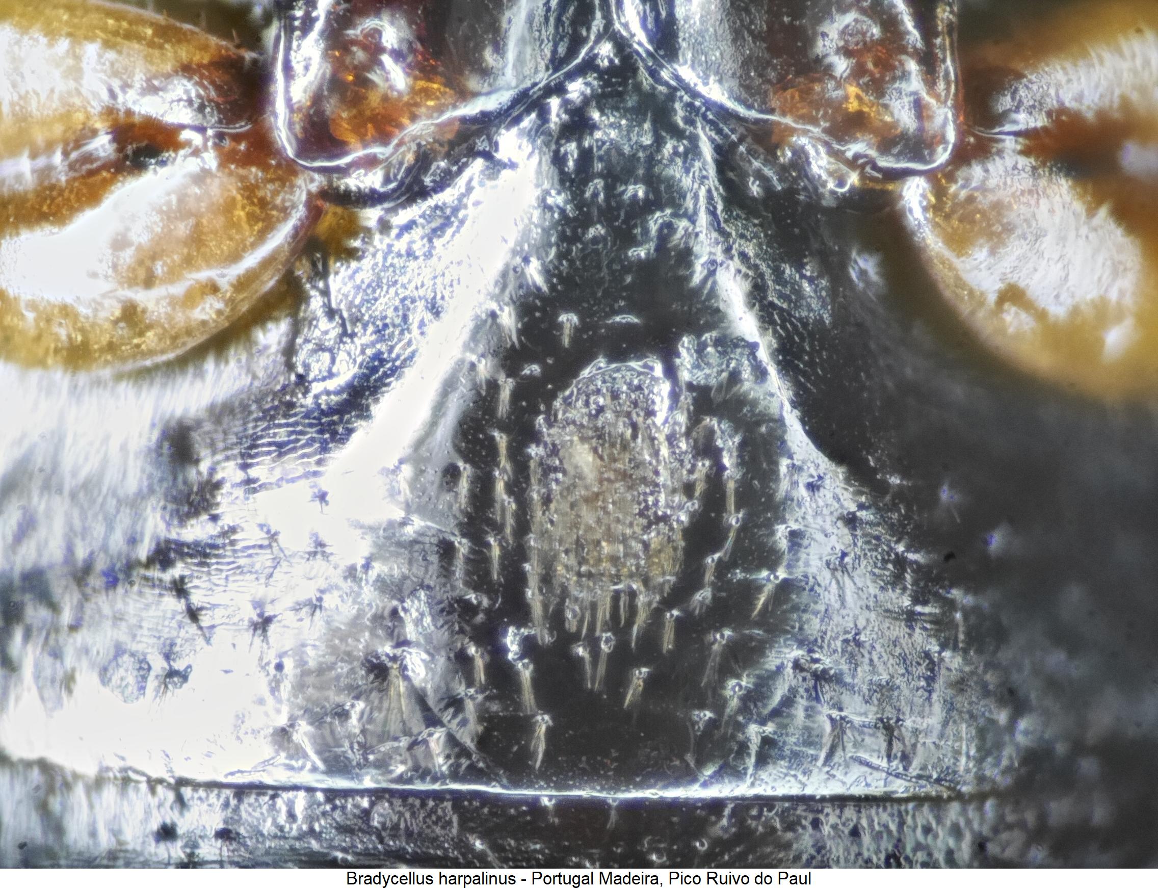 bradycellus_harpalinus_abd.jpg