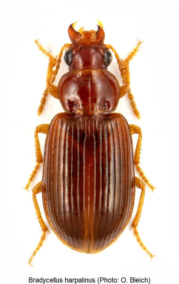 bradycellus_harpalinus_hab.jpg