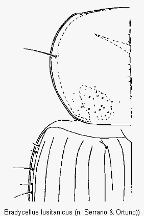 bradycellus_lusitanicus_vk.gif