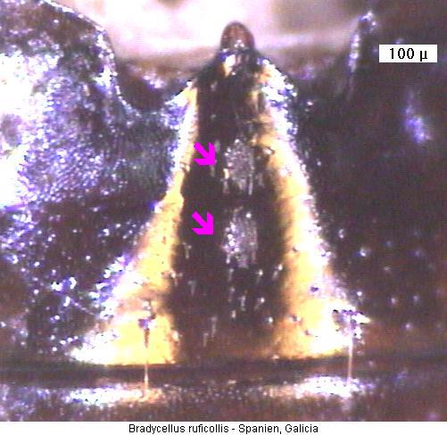 bradycellus_ruficollis_abd.jpg
