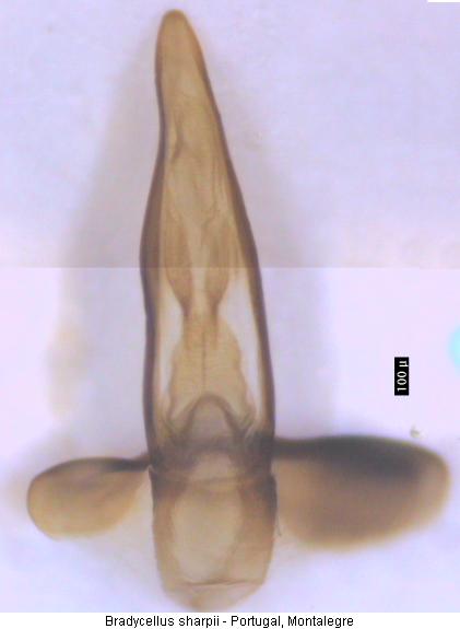 bradycellus_sharpii.jpg