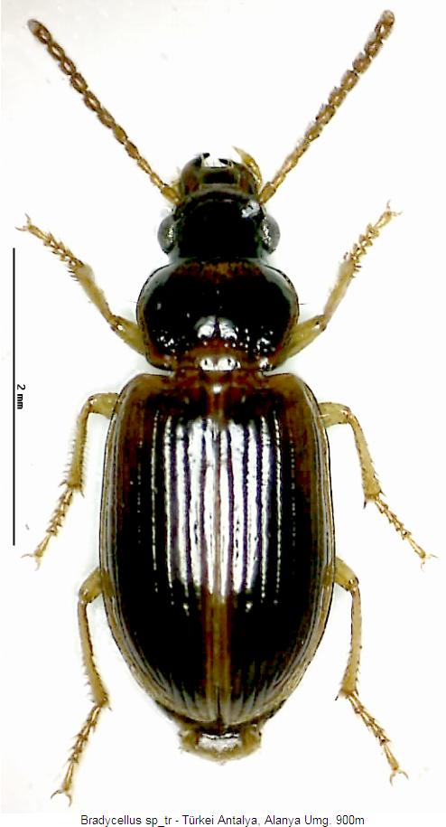 bradycellus_sp_tr_hab.jpg