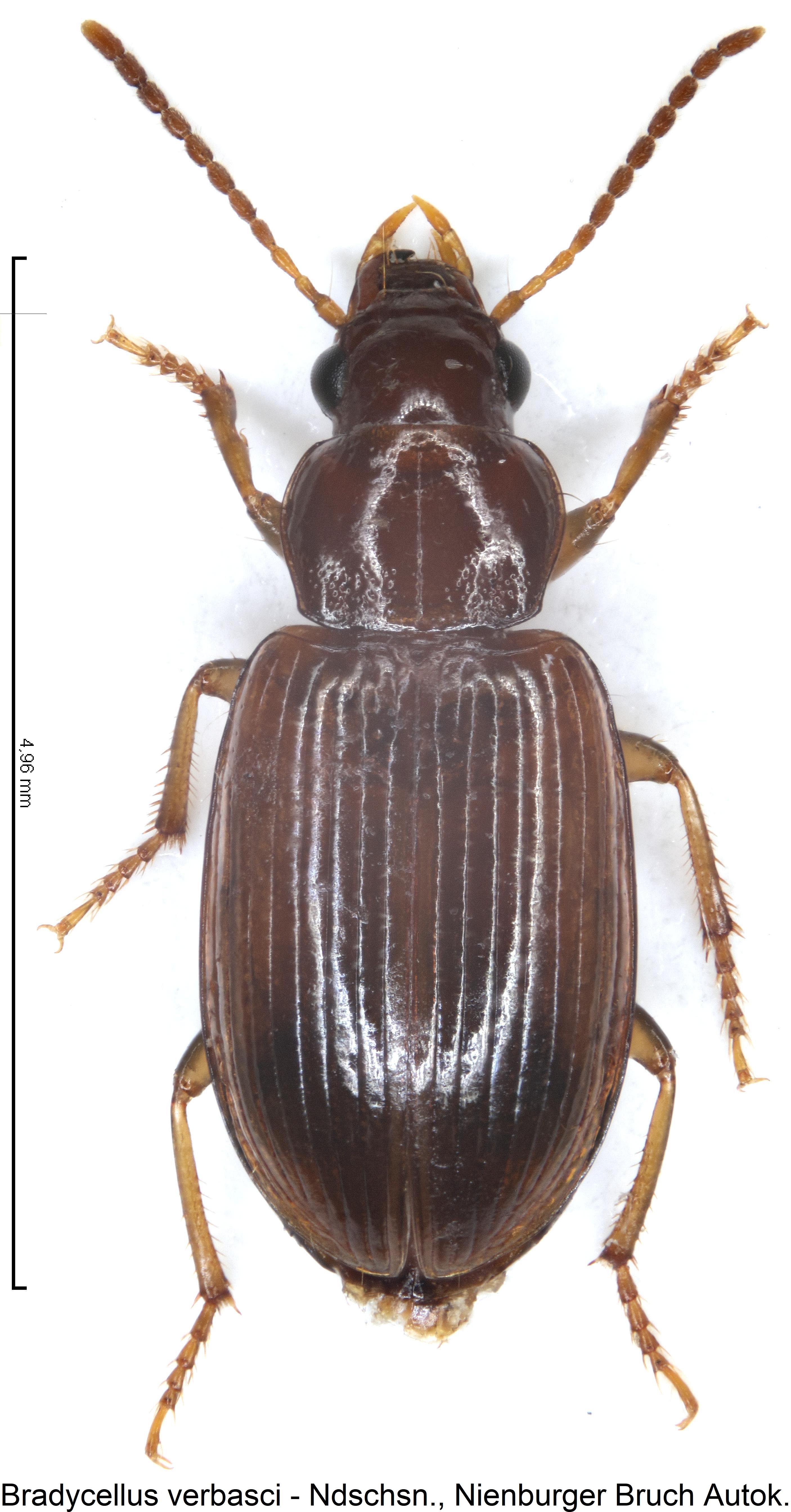 bradycellus_verbasci_hab.jpg