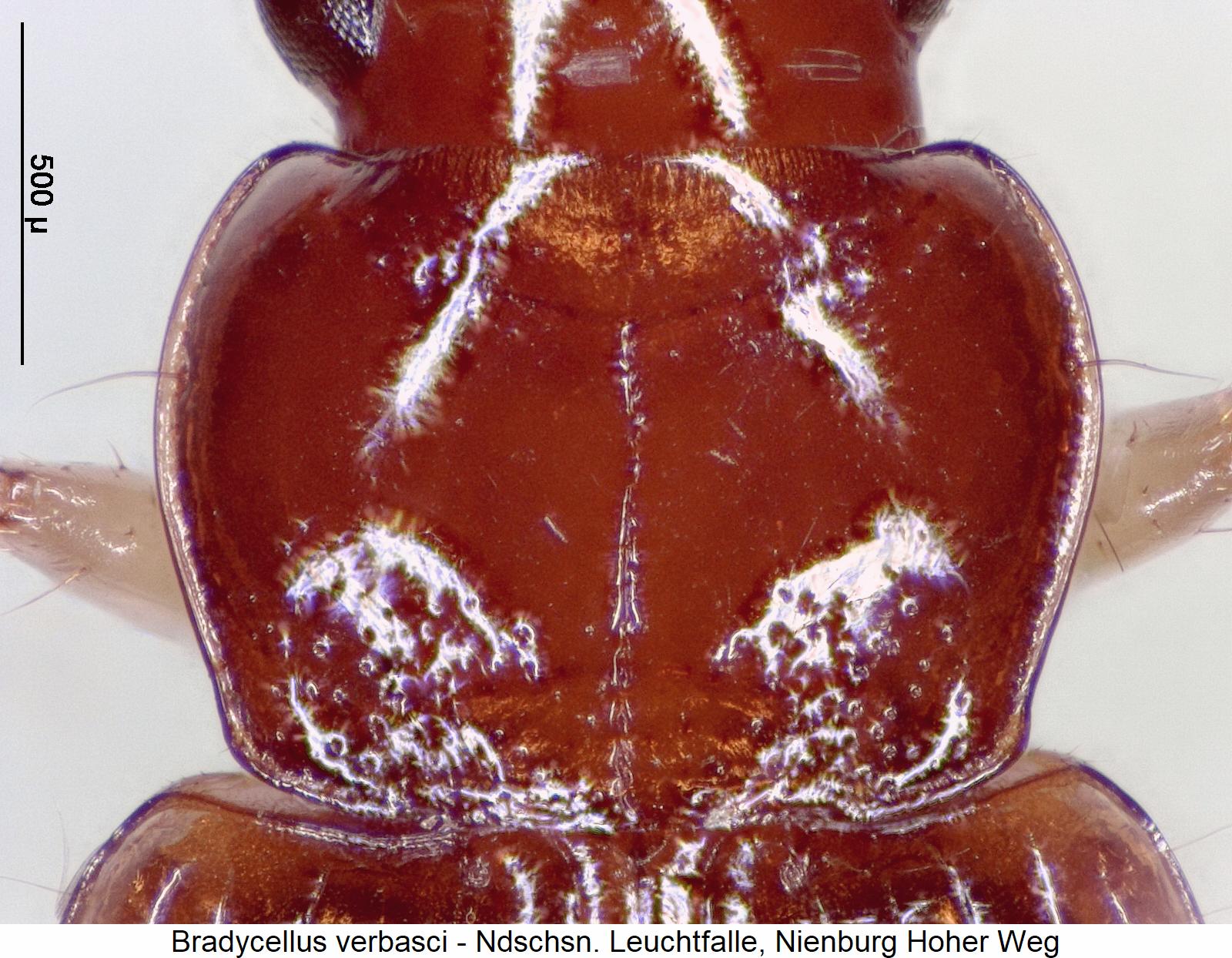 bradycellus_verbasci_hsch1.jpg