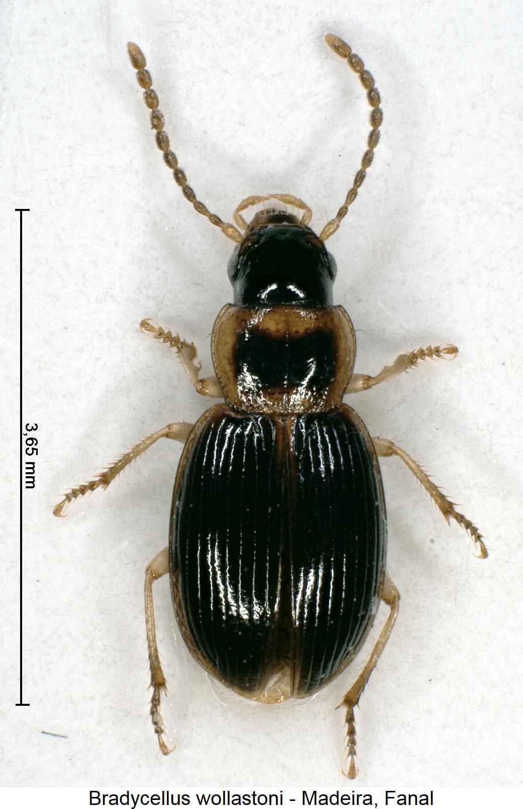 bradycellus_wollastoni_hab.jpg