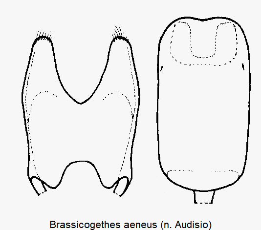 brassicogethes_aeneus.gif