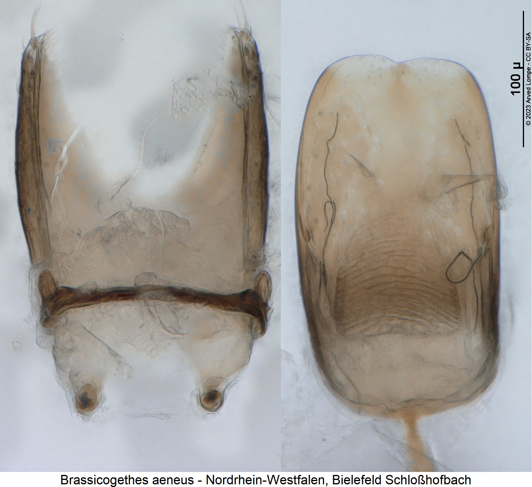 brassicogethes_aeneus.jpg