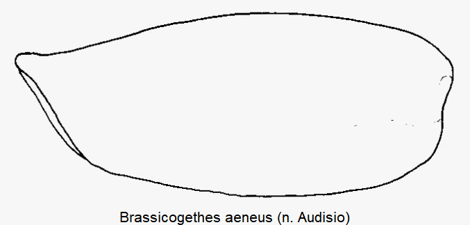 brassicogethes_aeneus_mschl.gif
