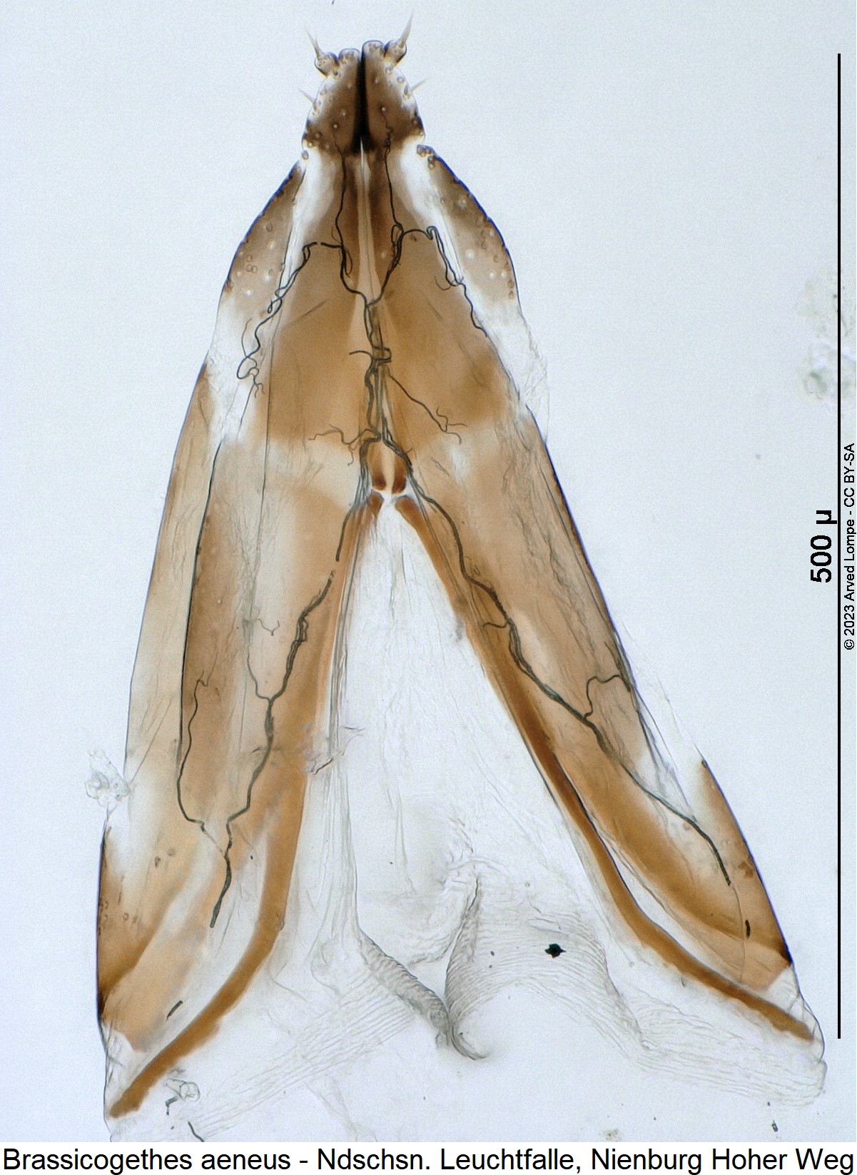 brassicogethes_aeneus_ovi.jpg