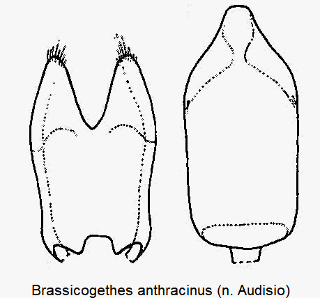 brassicogethes_anthracinus.gif
