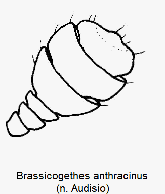 brassicogethes_anthracinus_f.gif