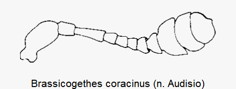 brassicogethes_coracinus_f.gif
