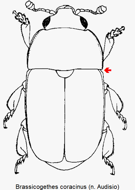 brassicogethes_coracinus_hab.gif