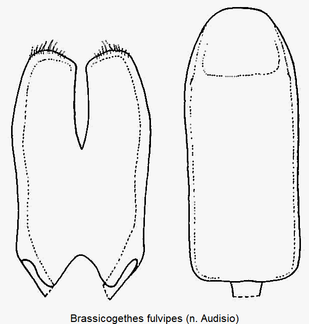 brassicogethes_fulvipes.gif