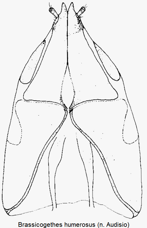 brassicogethes_humerosus_ovi.gif