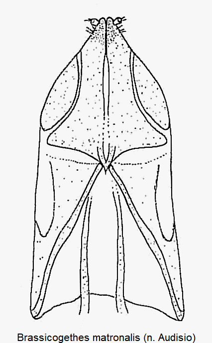 brassicogethes_matronalis_ovi.gif