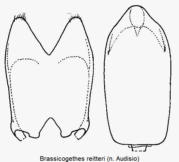 brassicogethes_reitteri.gif