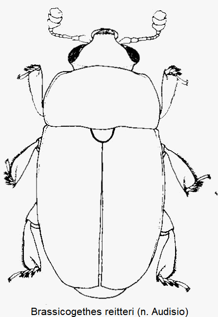 brassicogethes_reitteri_hab.gif