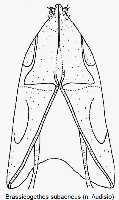 brassicogethes_subaeneus_ovi.gif