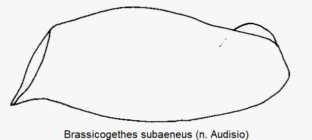 brassicogethes_subaeneus_vschl.gif