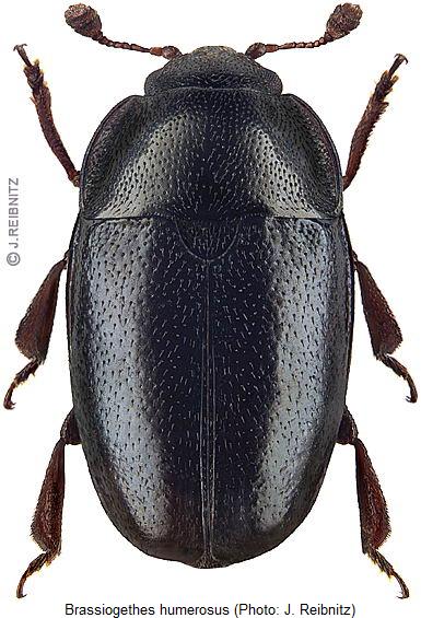 brassiogethes_humerosus_hab.jpg